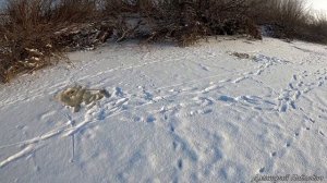 ЭТО ШОК!!! ХАПУГИ ТРЕЩАТ! РЫБА НЕ ЛЕЗЕТ В ЛУНКИ! ЭТА РЫБАЛКА СДЕЛАЛА МОЙ ДЕНЬ! Рыбалка на хапуги!