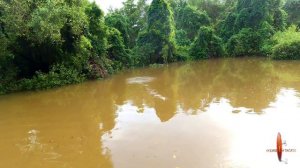 TARPON FISHING IN BACKWATER OF GOA I RIVER FISHING I MANGROVE FISHING I BACKWATERS (Feat. Noel)