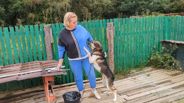 Она начала наглеть, опять собаки на цепи и драка в приюте смотреть онлайн