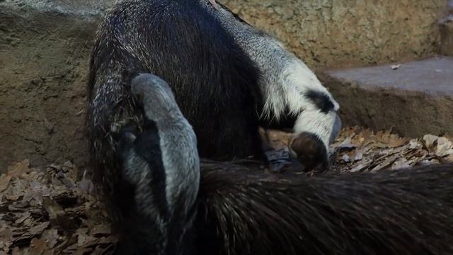 РОДИЛСЯ МУРАВЬЕД в Новосибирском зоопарке имени Р.А.Шило смотреть онлайн