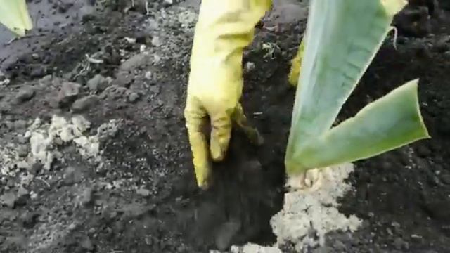 ПОСАДИТЕ ИРИСЫ ТАК И ВЫ УВИДИТЕ  ЦВЕТЕНИЕ НА ПЕРВЫЙ ГОД.