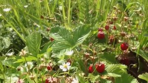 Ты поспи жена