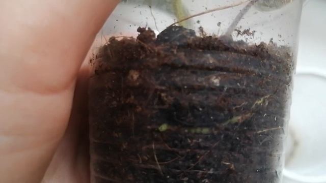 Антуриум из листа! Смотрите как я получила еще один антуриум.