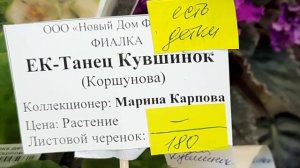 Фиалки -2023. Часть 2 Выставка с 15.12 - 25.12.23 г. "Рождественские встречи"  в Доме Фиалки #фиалк