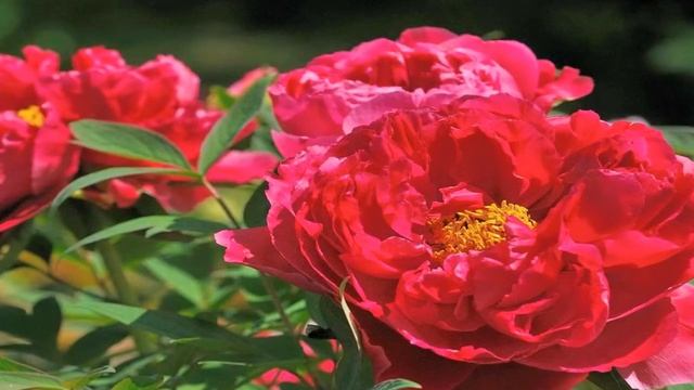 ПОСАДКА ПИОНОВ В ОТКРЫТЫЙ ГРУНТ И УХОД смотреть онлайн