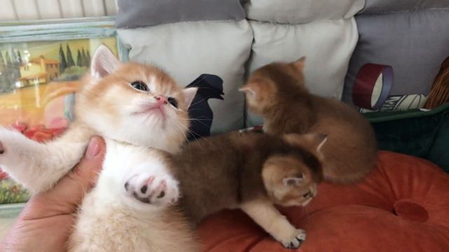 ❤️🤩🧡КОТЯТ УЖЕ НЕ УДЕРЖАТЬ🙀ЗОЛОТАЯ ШИНШИЛЛА❤️ GOLDEN KITTENS🧡❤️