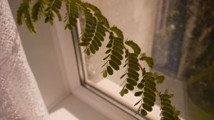 Тамаринд из косточки