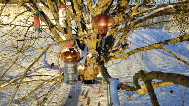 Синицы, лазоревки, снегири, воробьи на самодельной кормушке | 22 января 2024 года