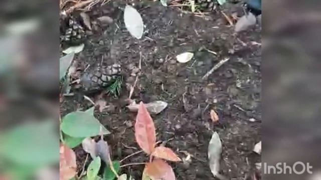 Как подготовить садовую голубику к зиме? Осенний уход за голубикой. смотреть онлайн