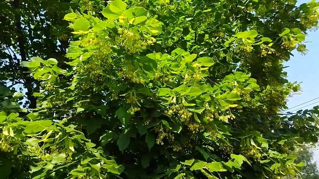 Цветущие кусты и деревья,Липа цветет.