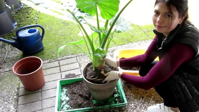 Пересадка Алоказии Одора (Калидора) пахучая смотреть онлайн