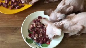 Кормлю котят ?куриными сердечками