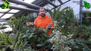 ХЛЕБНЫЙ УСКОРИТЕЛЬ РАССАДЫ. КАКОЙ ХЛЕБ ПРОТИВОПОКАЗАН? Полезен ли хлеб С ПЛЕСЕНЬЮ?