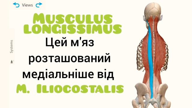 Глибокі м'язи спини смотреть онлайн