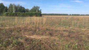 Посев пшеницы яр. в почву без обработки на заброшенном поле.