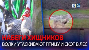 Стая волков наводит ужас на жителей Кубани