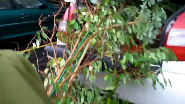 ficus stephanie смотреть онлайн