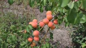 Абрикос Бержерон (19 июля 2018) - Агро Сад