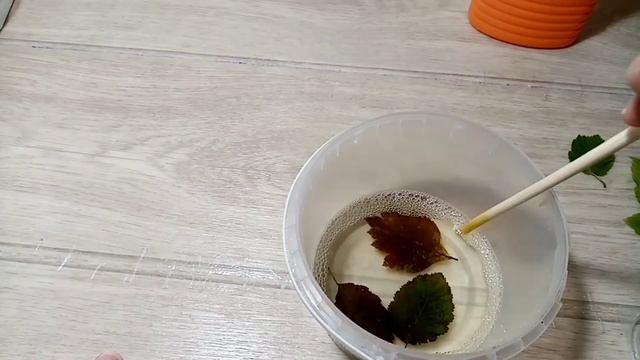 Скелетирование листьев смотреть онлайн