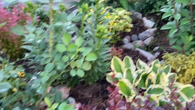 Лето?Жара?Красивые цветочки в моём маленьком цветничке?стрижка✂️пересадка?обзор стройки? смотреть онлайн