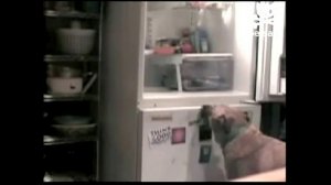 Дорвался до холодильника