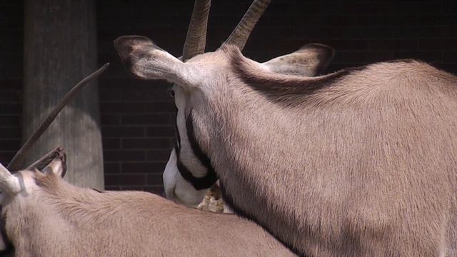 Spießbock смотреть онлайн