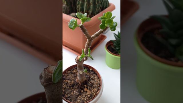 Крассула Овата / Обрезка / Krassula Ovata