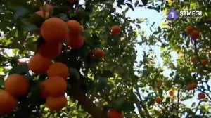 Реформа сельского хозяйства в Израиле. Почему дорожают продукты?