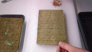 Расторопша на агровате