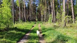 Лабрадор, Сколько Стоит Содержание