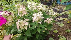 Гортензія Панфлора