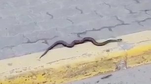 В Пыть-Яхе на улице нашли змею