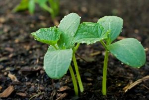 Лучшие сроки для посева Огурцов на рассаду согласно Лунному календарю на 2021 год