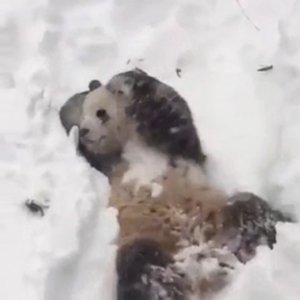 Панда в восторге от снежной бури 