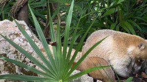 Обзор на Мексику