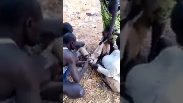 South Sudan animal castration practice