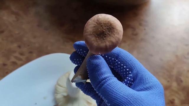 Школа грибника. Съедобные грибы.