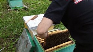"Пчела без жала"...это КАРНИКА!