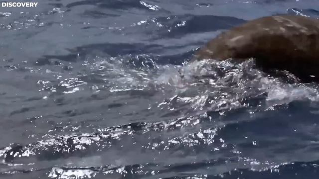 Fishing Boat Discovers Something TERRIFYING In The Sea That SHOCKS The World смотреть онлайн