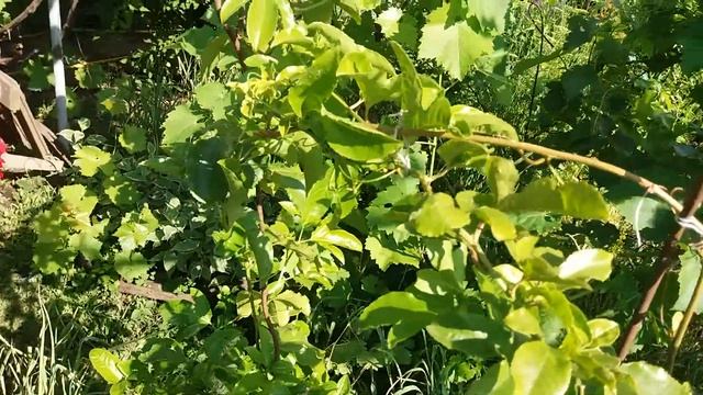 Цветение пассифлор. Июнь смотреть онлайн