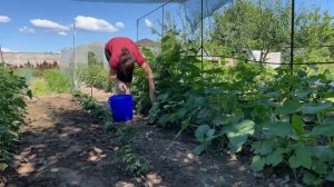 ОГУРЦЫ выращиваю только так На Улице и в Теплице Без Обработок и Химии