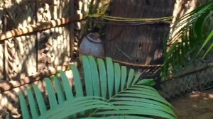 НЕ УБИВАЕМАЯ ОРХИДЕЯ / посадка и полив орхидей по индийски