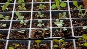 Секреты выращивания Вербены из семян - Быстрые всходы