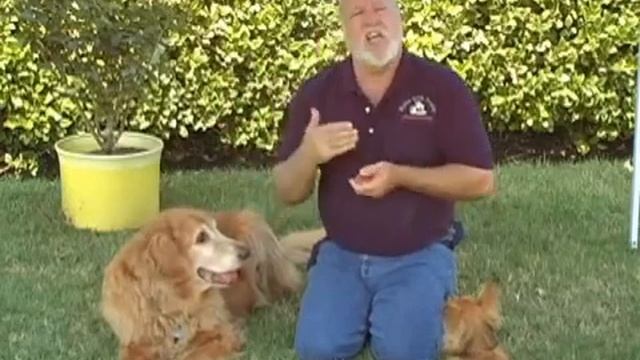 Кликер-тренинг для собак: основы смотреть онлайн