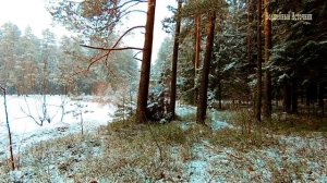 Зимние звуки природы  Зима  Лесной пейзаж  Шум ветра  Живописный зимний пейзаж