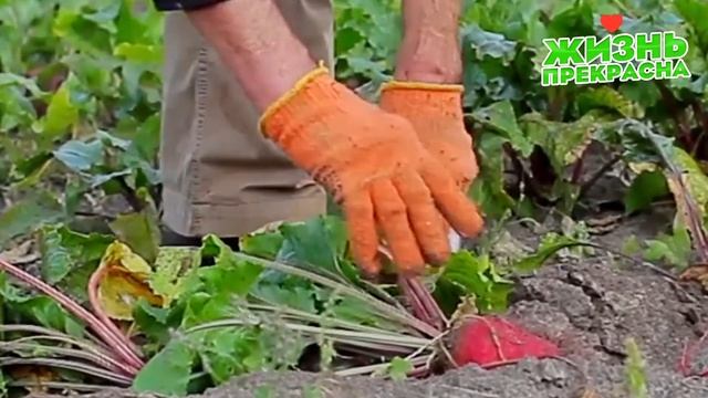 СВЕКЛА БУДЕТ КРУПНАЯ И СЛАДКАЯ ЕСЛИ ПОЛИТЬ ЕЕ ЭТИМ РАСТВОРОМ В ИЮНЕ ИЮЛЕ! ЧЕМ ПОДКОРМИТЬ СВЕКЛУ?