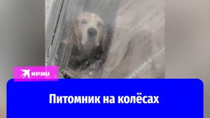 Питомник на колёсах с собаками обнаружили в Москве
