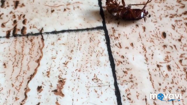 Чёрный таракан. Чёрные Тараканы атакуют квартиру. Как избавиться от тараканов Навсегда