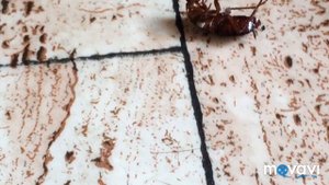 Чёрный таракан. Чёрные Тараканы атакуют квартиру. Как избавиться от тараканов Навсегда