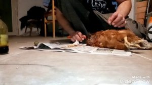 Чистка зоба у кур. (профессионально)